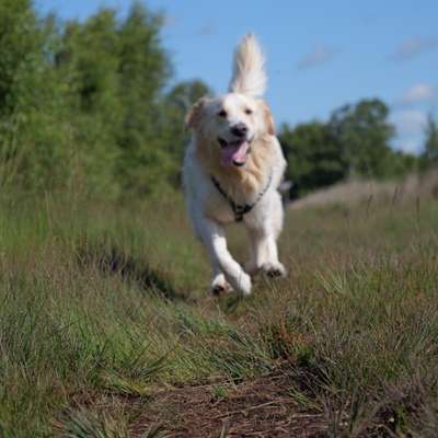 Hundetreffen-Golden Retriever - Treffen-Bild