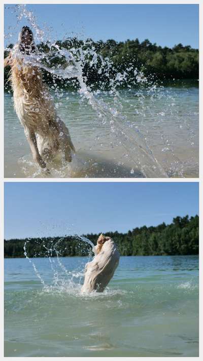 Wo sind die Golden Retriever Liebhaber?-Beitrag-Bild