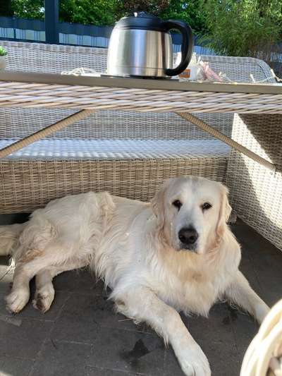 Wo sind die Golden Retriever Liebhaber?-Beitrag-Bild
