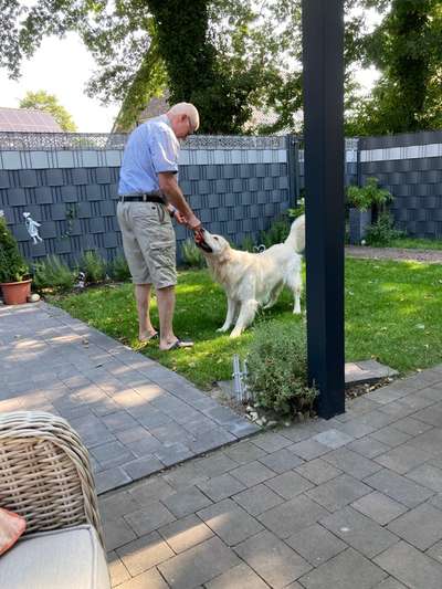 Wo sind die Golden Retriever Liebhaber?-Beitrag-Bild