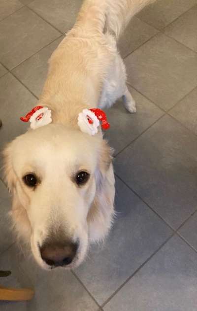 Wo sind die Golden Retriever Liebhaber?-Beitrag-Bild