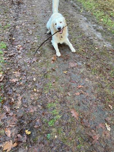 Wo sind die Golden Retriever Liebhaber?-Beitrag-Bild