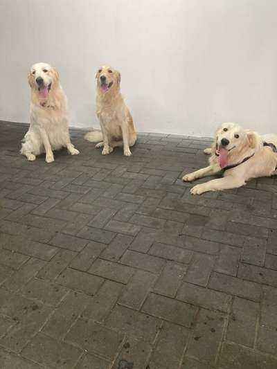 Wo sind die Golden Retriever Liebhaber?-Beitrag-Bild