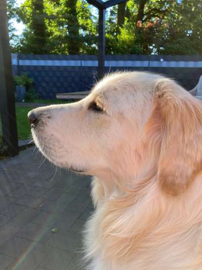 Wo sind die Golden Retriever Liebhaber?-Beitrag-Bild