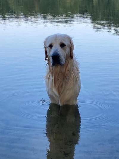 Wo sind die Golden Retriever Liebhaber?-Beitrag-Bild