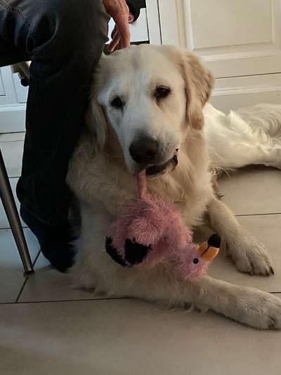 Wo sind die Golden Retriever Liebhaber?-Beitrag-Bild