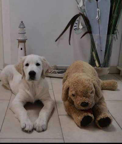 Wo sind die Golden Retriever Liebhaber?-Beitrag-Bild