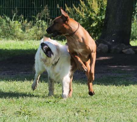 Wo sind die Golden Retriever Liebhaber?-Beitrag-Bild