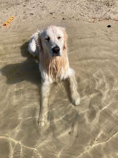 Wo sind die Golden Retriever Liebhaber?-Beitrag-Bild