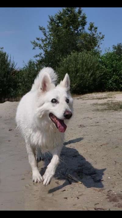 Unsere Fellnasen im Regenbogenland-Beitrag-Bild