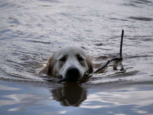 Wo sind die Golden Retriever Liebhaber?-Beitrag-Bild