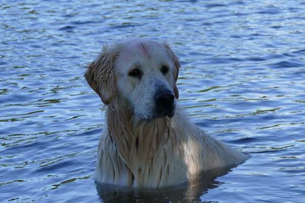 Wo sind die Golden Retriever Liebhaber?-Beitrag-Bild