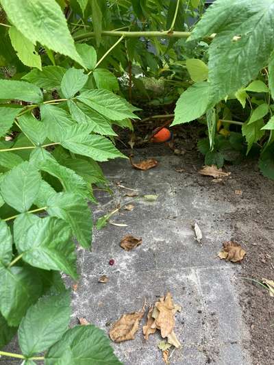 Wo sind die Golden Retriever Liebhaber?-Beitrag-Bild