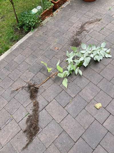 Wo sind die Golden Retriever Liebhaber?-Beitrag-Bild