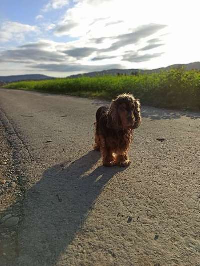 Rassen und ihre Eigenschaften-Beitrag-Bild