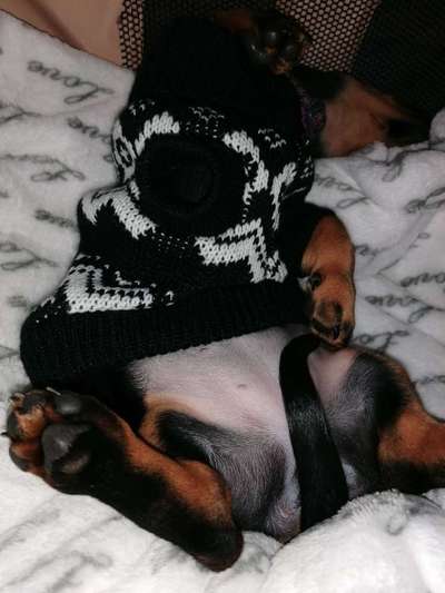 Zeigt mir die lustigsten Schlafpositionen eurer Fellnasen-Beitrag-Bild