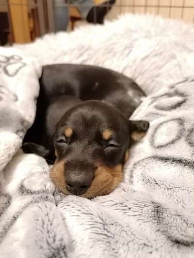 Welpen Bilder !-Beitrag-Bild