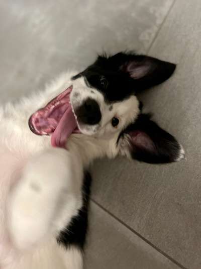 Welpen Bilder !-Beitrag-Bild