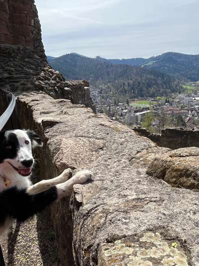 Dogorama Photo Challenge - Tierischer Urlaub-Beitrag-Bild