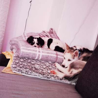 Hundetreffen-Welpentreffen in Hamm-pelkum-Profilbild