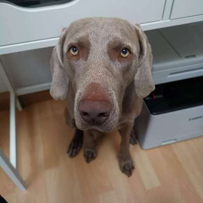 Hundetreffen-Spielgefährten gesucht-Bild