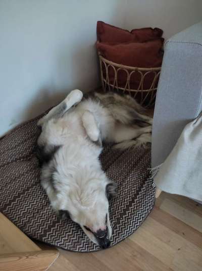 Dogorama Photo Challenge - Zeigt her eure Bäuche-Beitrag-Bild