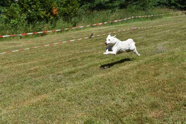 Hundetreffen-Gassi Runde-Bild