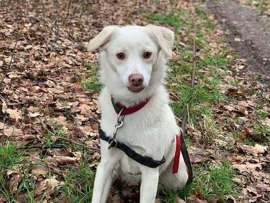 Hundetreffen-Hundebegenugen Training-Bild