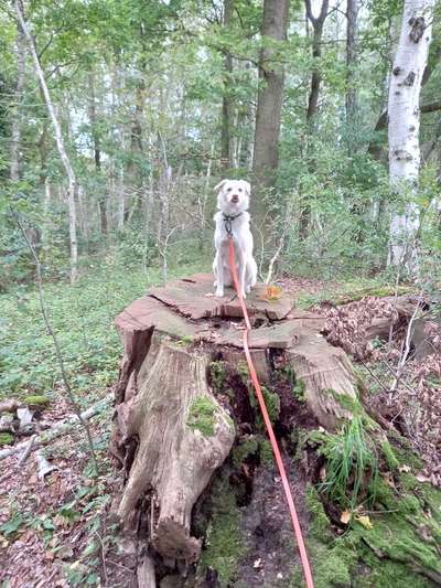 Die Dogorama Kalender Challenge Titelbild-Beitrag-Bild