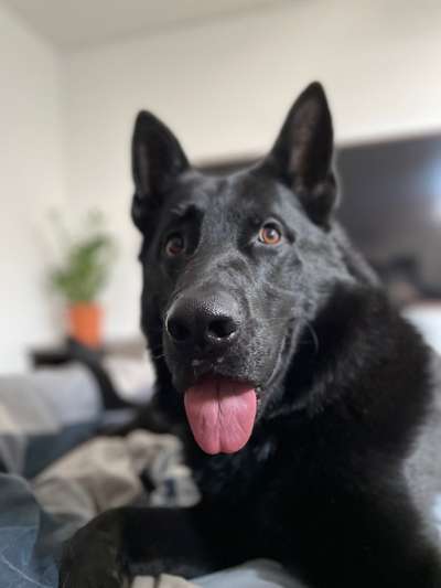 Hundetreffen-Schäferhunde-Treffen Wolfsburg-Bild