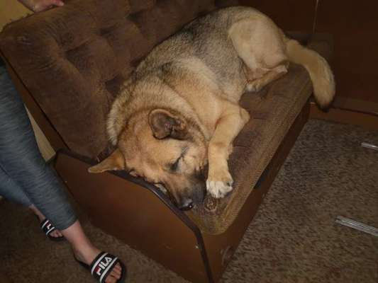 Schäferhund-Beitrag-Bild