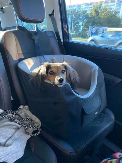 FOTOCHALLENGE 70 - Dein Hund im Auto-Beitrag-Bild
