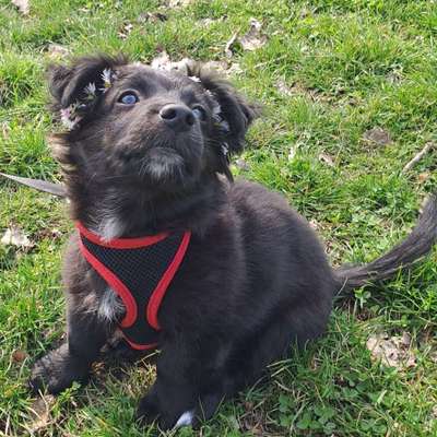 Hundetreffen-Spiel Partner gesucht-Bild