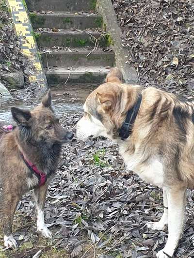 Hundetreffen-Gassi-Treffen im Raum Buchen und Umgebung...-Bild