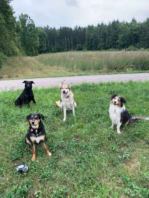 Hundetreffen-Treffen zum Hundelaufen...Alter egal...Rasse egal...Sozialisierung ist immer gut..-Bild