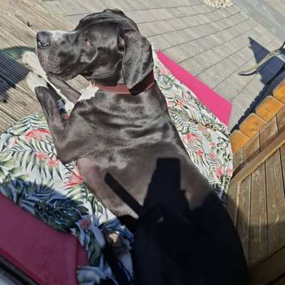 Hundetreffen-Suchen großen Spielpartner für Dobby-Bild