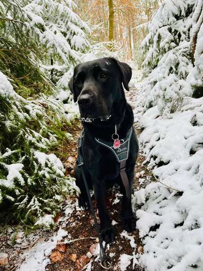 Hundetreffen-Hundekontakt üben-Bild