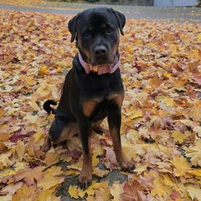 Hundetreffen-Gassitreffen in/um Leinfelden-Bild