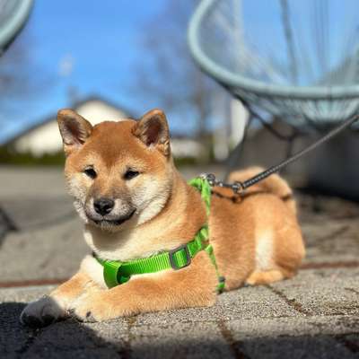 Hundetreffen-Spiel- und Laufkumpel gesucht-Bild