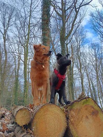 Hundetreffen-Gemeinsames spazieren gehen und kennenlernen-Bild