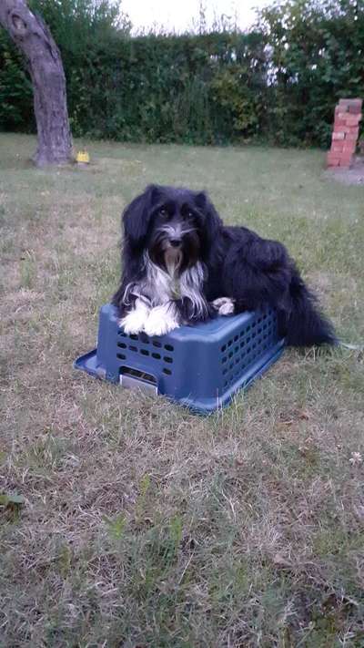 Mischlingshunde Foto Aufruf-Beitrag-Bild