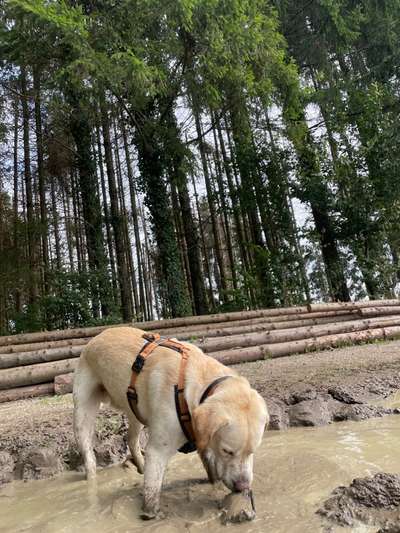 Labradorfans-Beitrag-Bild