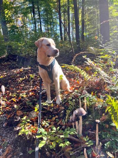 Herbst🍁-Beitrag-Bild