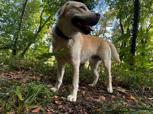 Labradorfans-Beitrag-Bild