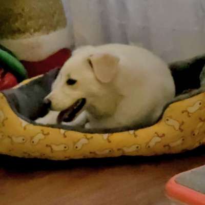 Suchmeldung-Ameli-Bild