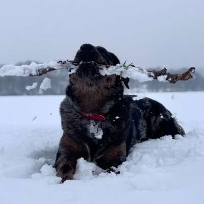 Hundetreffen-Freundliche Spielpartner gesucht-Bild