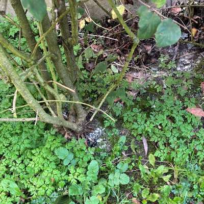 Giftköder-Verdächtiges Pulver an der Lache-Bild