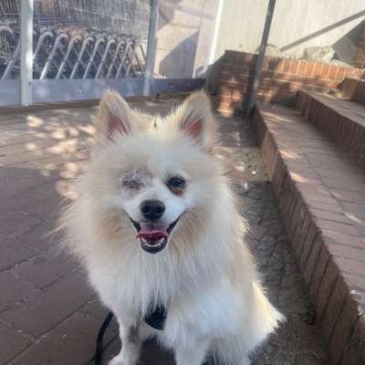 Hundetreffen-Hundekumpel gesucht-Bild