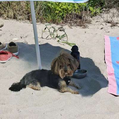 Hundetreffen-Bella sucht kleine Fellnasen zum Gassigehen-Bild