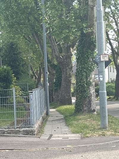 Giftköder-Gifköder-Bild